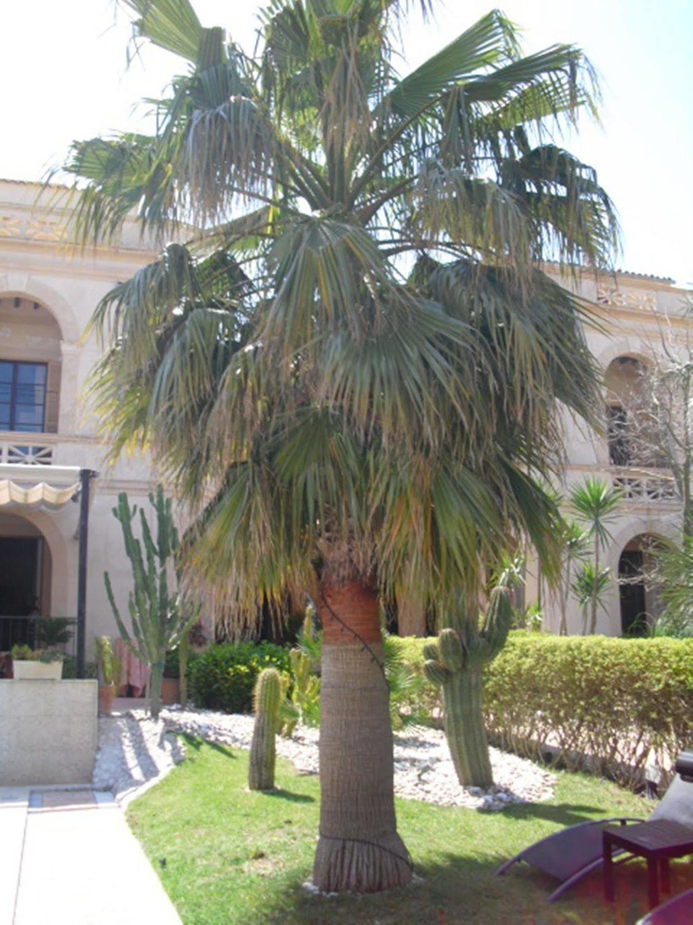 Palacio Sant Salvador 阿尔塔 外观 照片